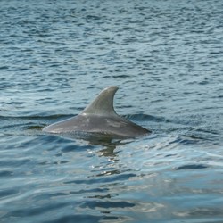 Panama City Beach Dolphin Tours