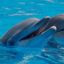 Panama City Dolphin Seafari Tours