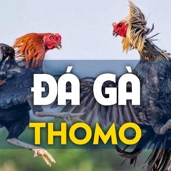 ĐÁ GÀ THOMO ĐÂU UY