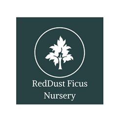 RedDust Ficus Nursery