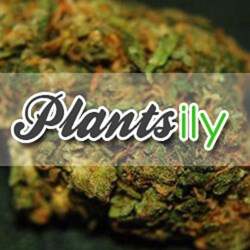 Plantsily.com