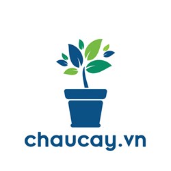 Chau Cay
